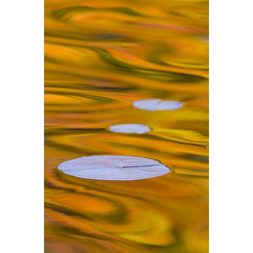 Canada, Quebec, Water lily pad and fall colors